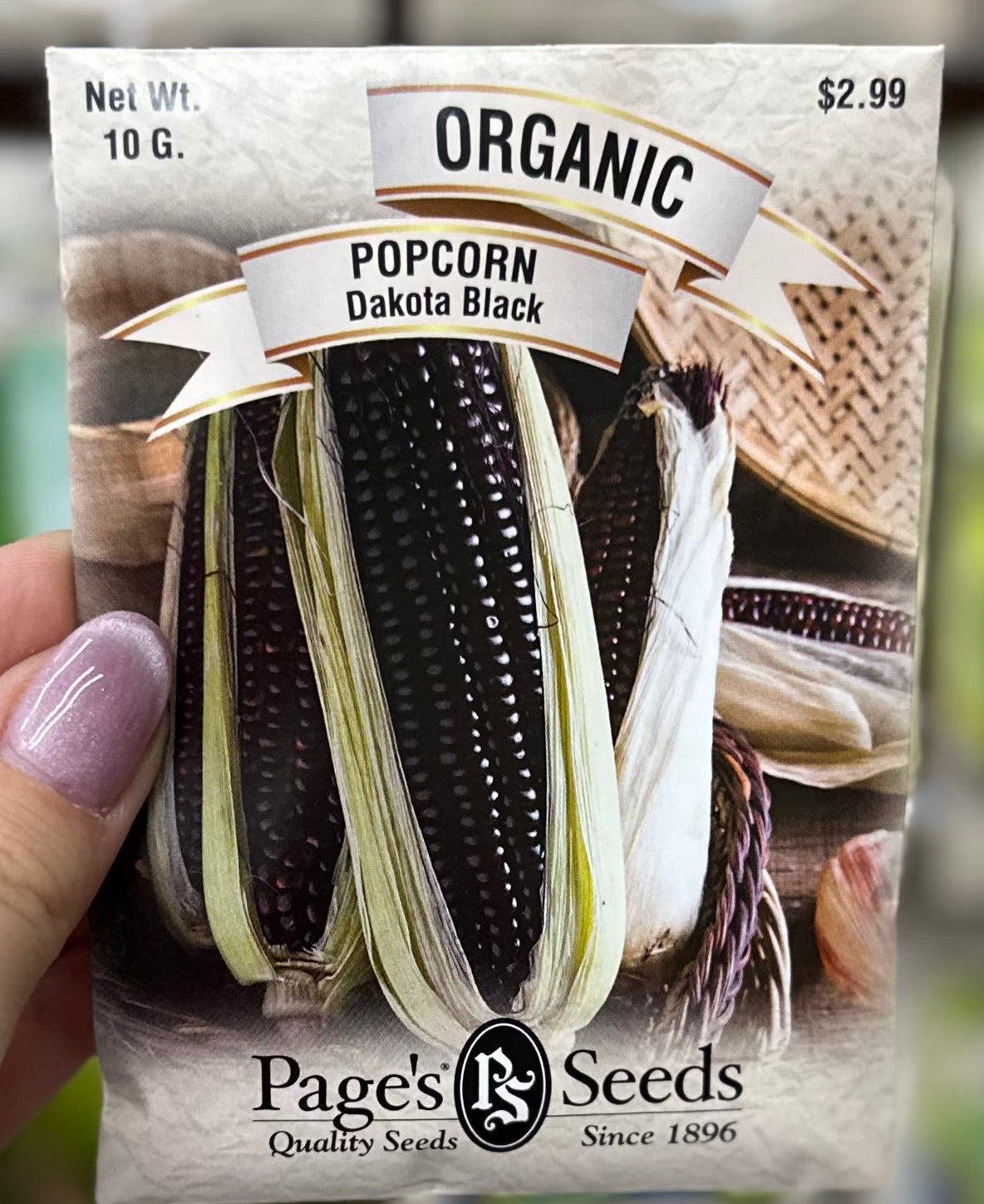 Organic Dakota Black Popcorn Seed