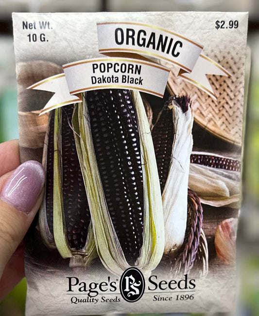 Organic Dakota Black Popcorn Seed