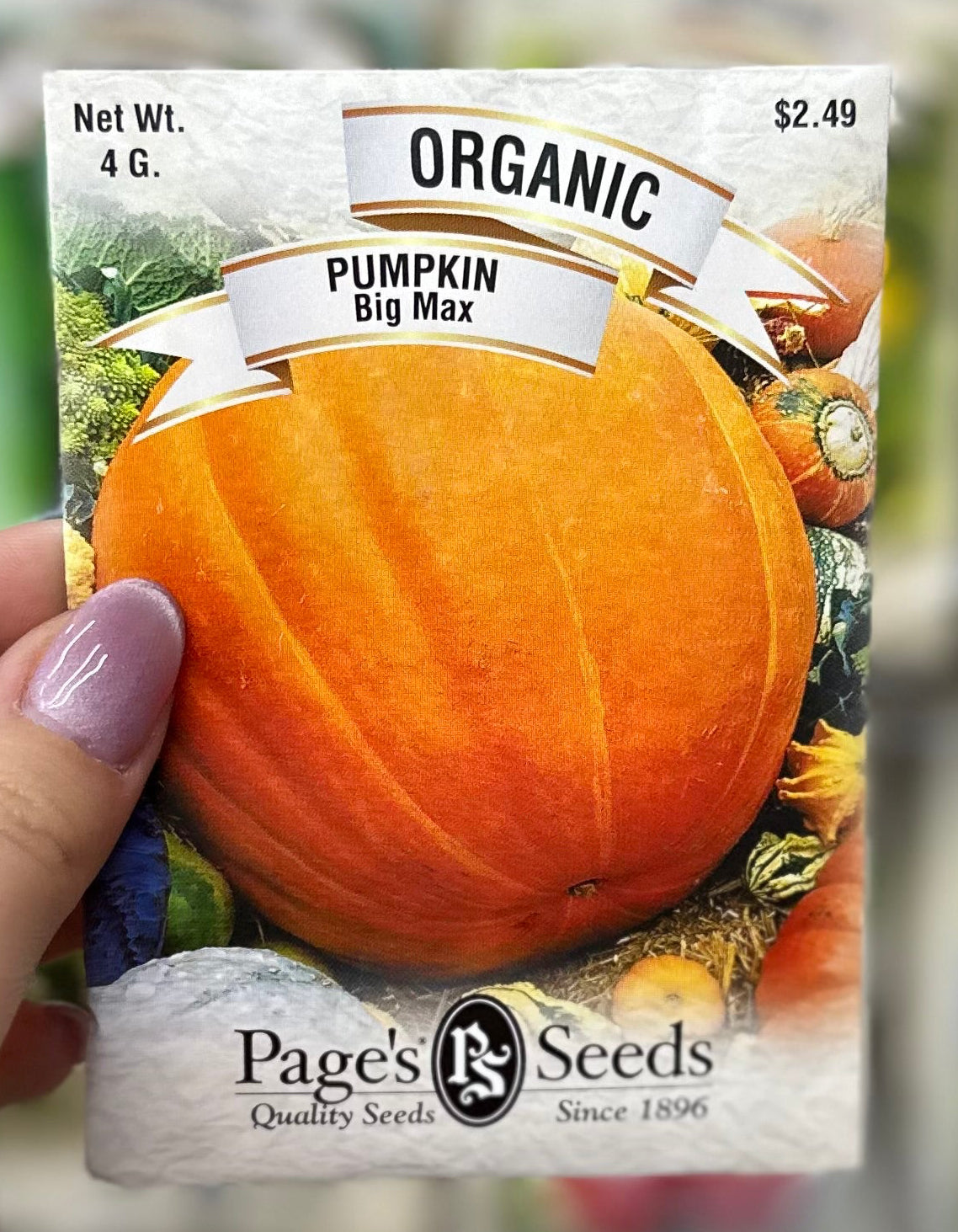 Organic Big Max Pumpkin Seed