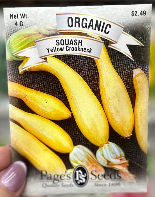 Organic Yellow Crookneck Squash Seed
