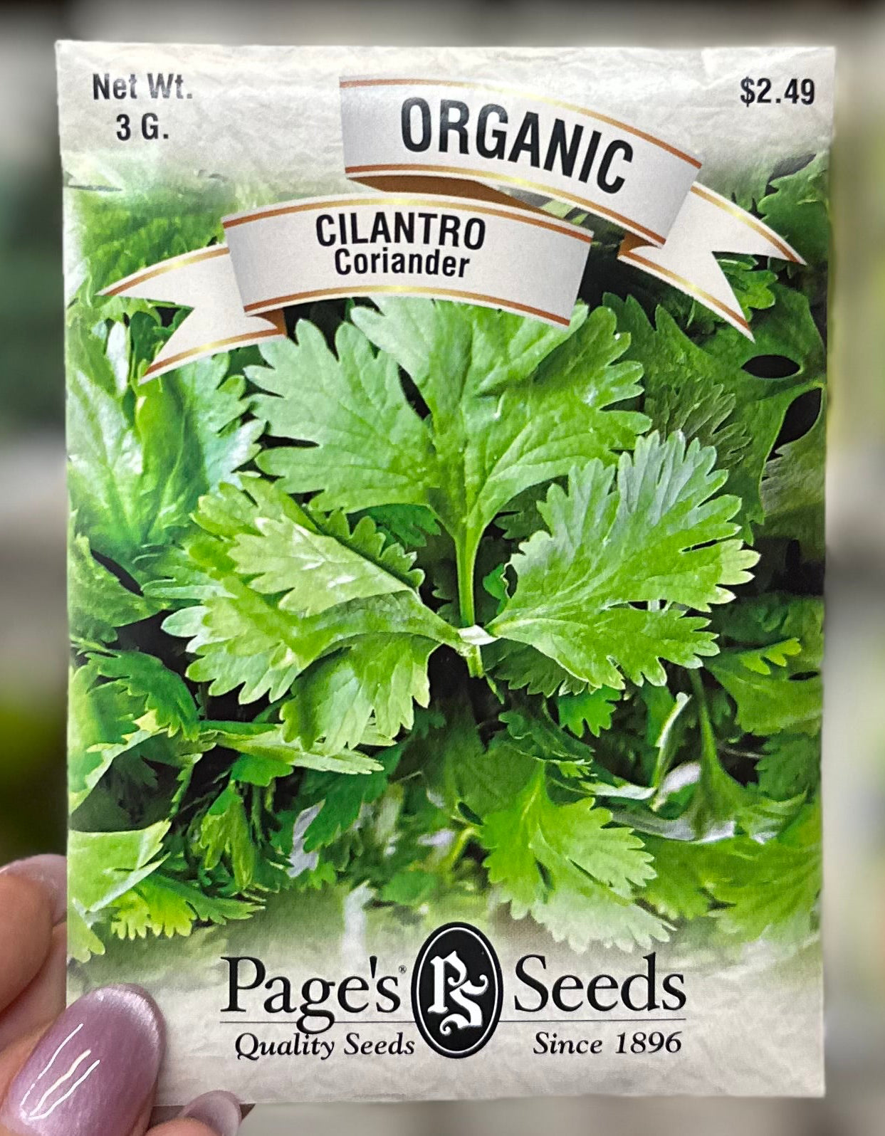 Organic Coriander Cilantro