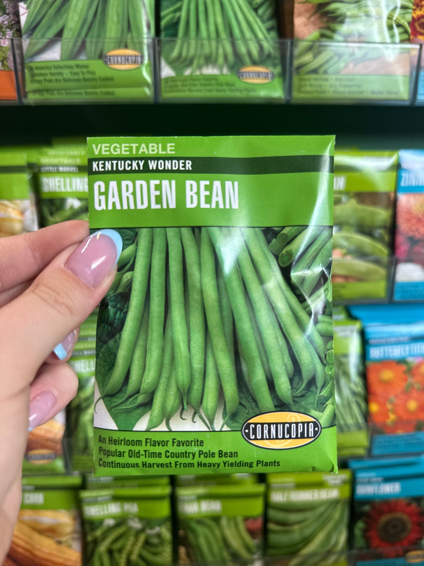 Frijol del jardín maravilloso de Kentucky