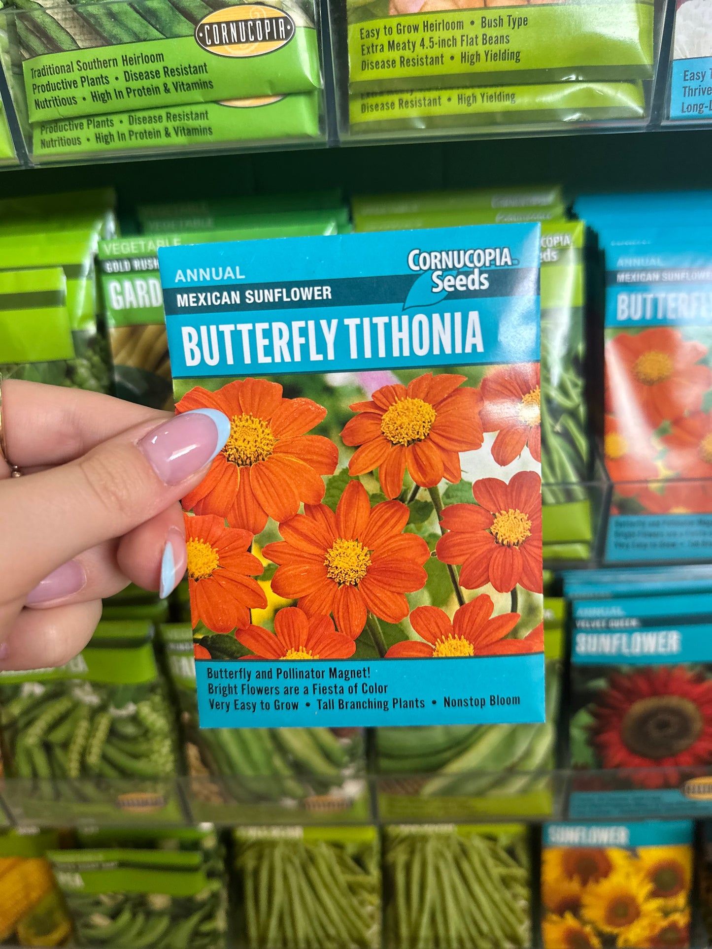 Mexican Sunflower Butterfly Tithonia
