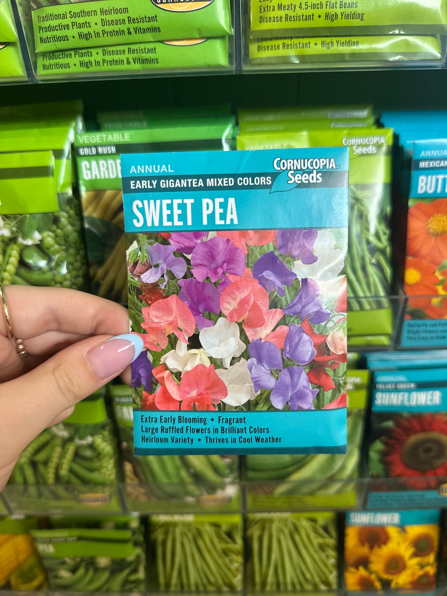 Early Gigantea Mixed Colors Sweet Pea
