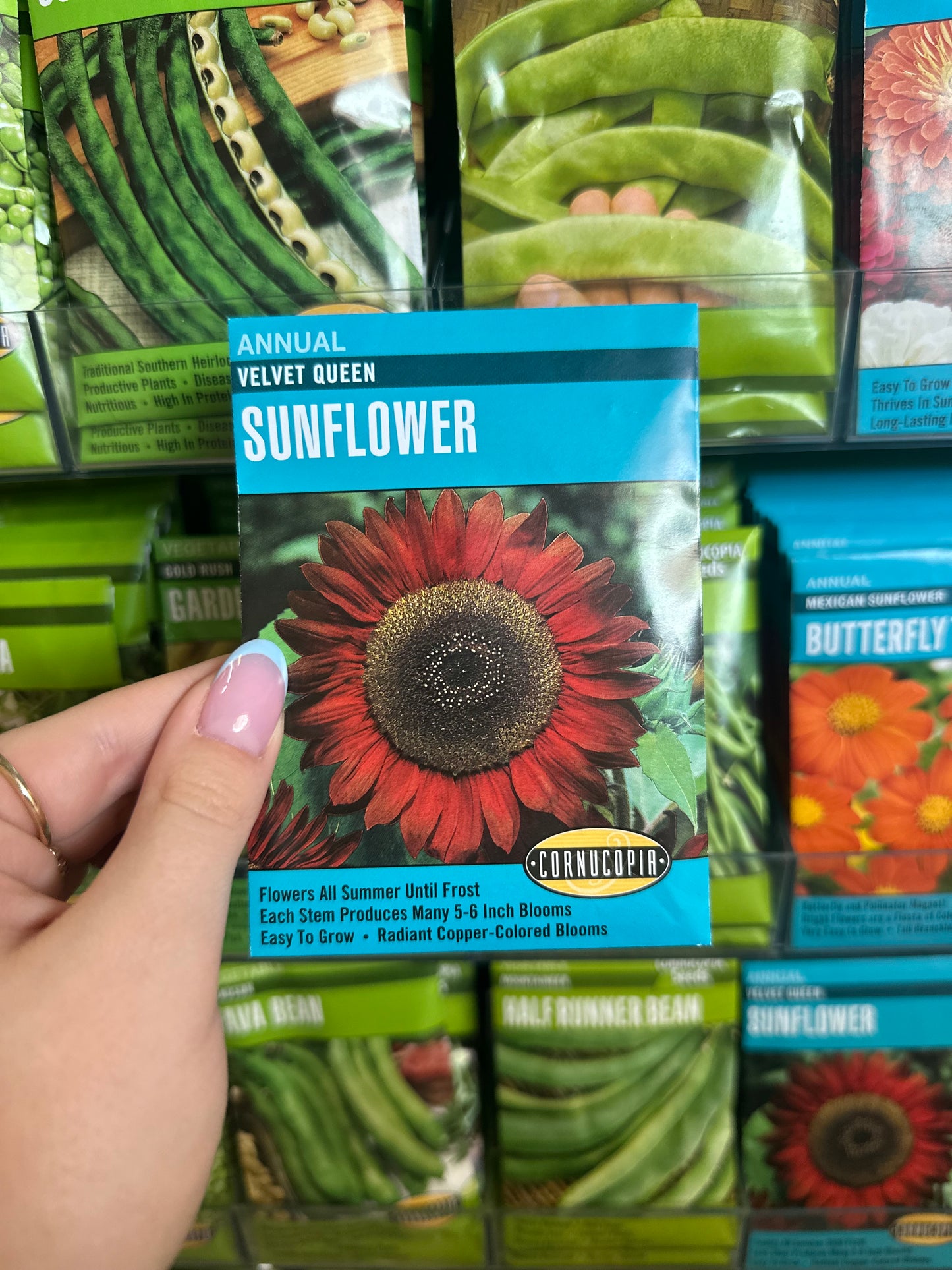Girasol de la reina de terciopelo