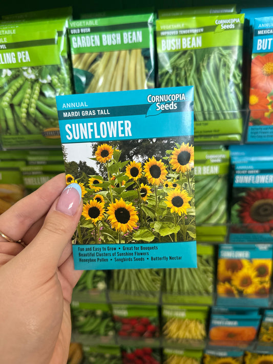 Mardi Gras Tall Sunflower