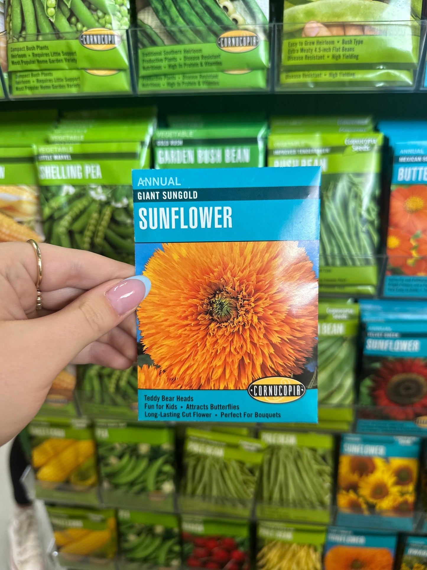 Giant Sungold Sunflower