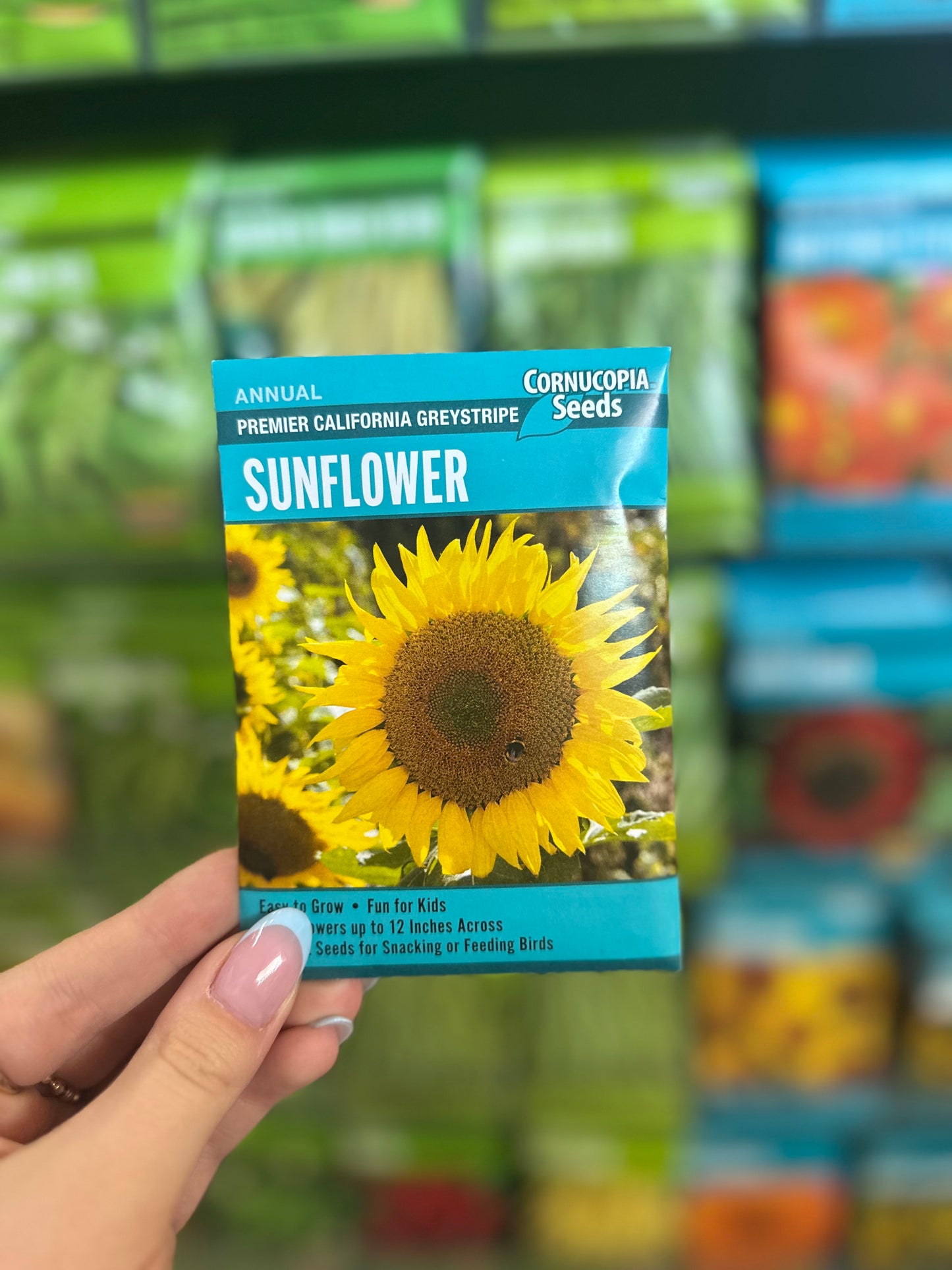 Premier California Graystripe Sunflower