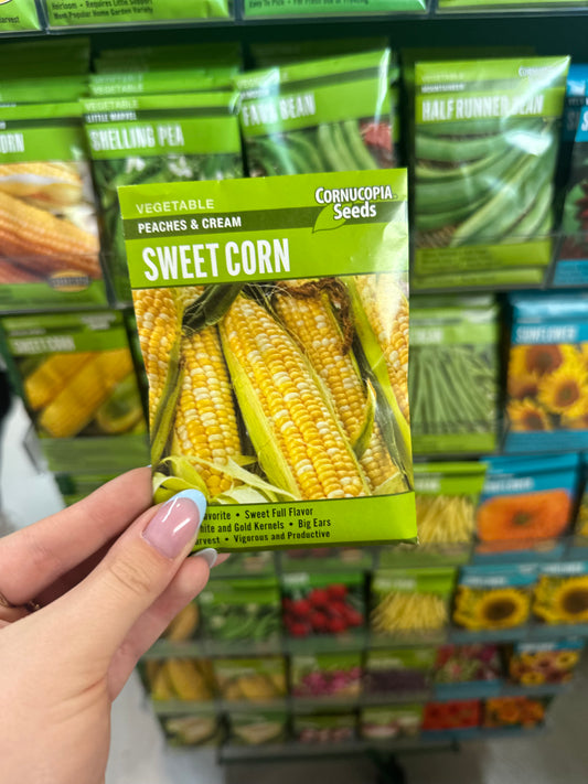 Peaches and Cream Sweet Corn