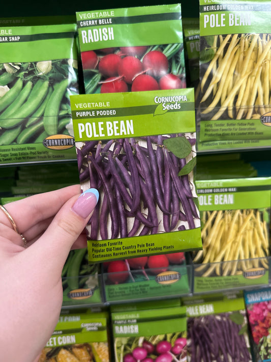 Purple Podded Pole Bean