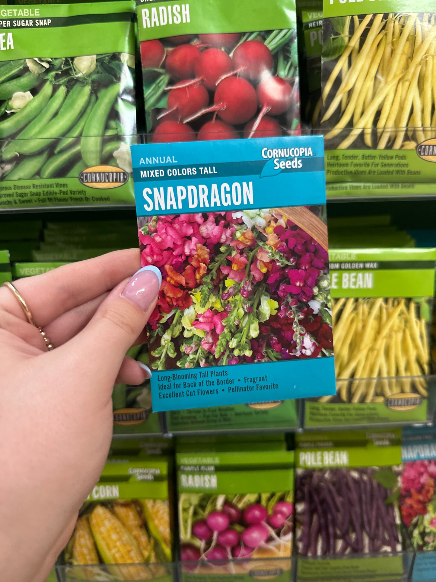 Mixed Colors Tall Snapdragon