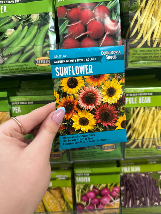 Autumn Beauty Mixed Colors Sunflower