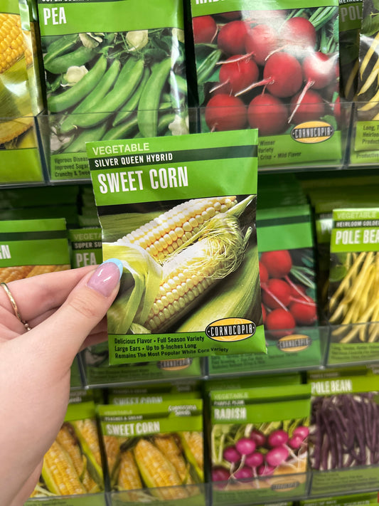 Silver Queen Hybrid Sweet Corn