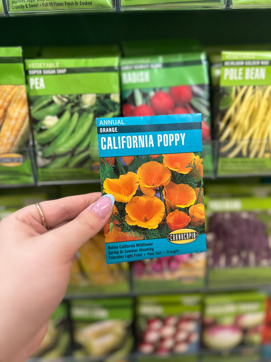 Orange California Poppy