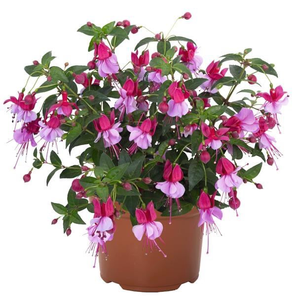 4.3" Fuchsia Ballerina Assemble