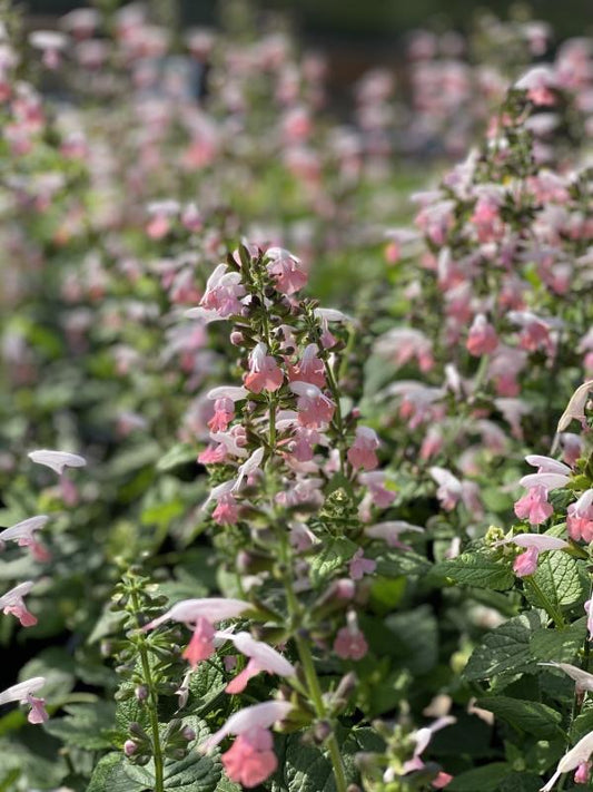 4" Salvia Summer Jewel Pink