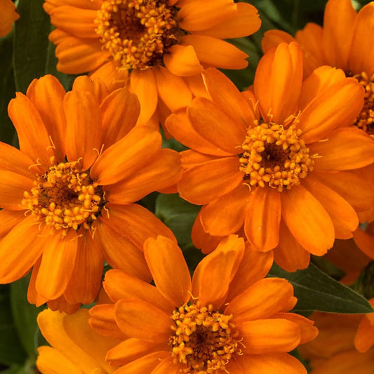 4.3" Zinnia Profusion Orange