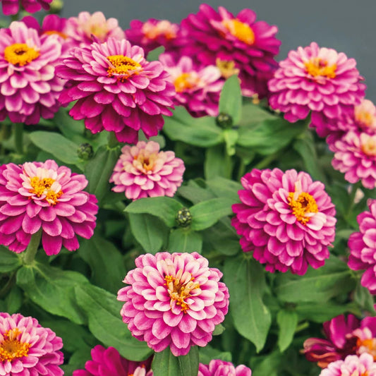 4.3" Zinnia Zahara Double Raspberry Ripple