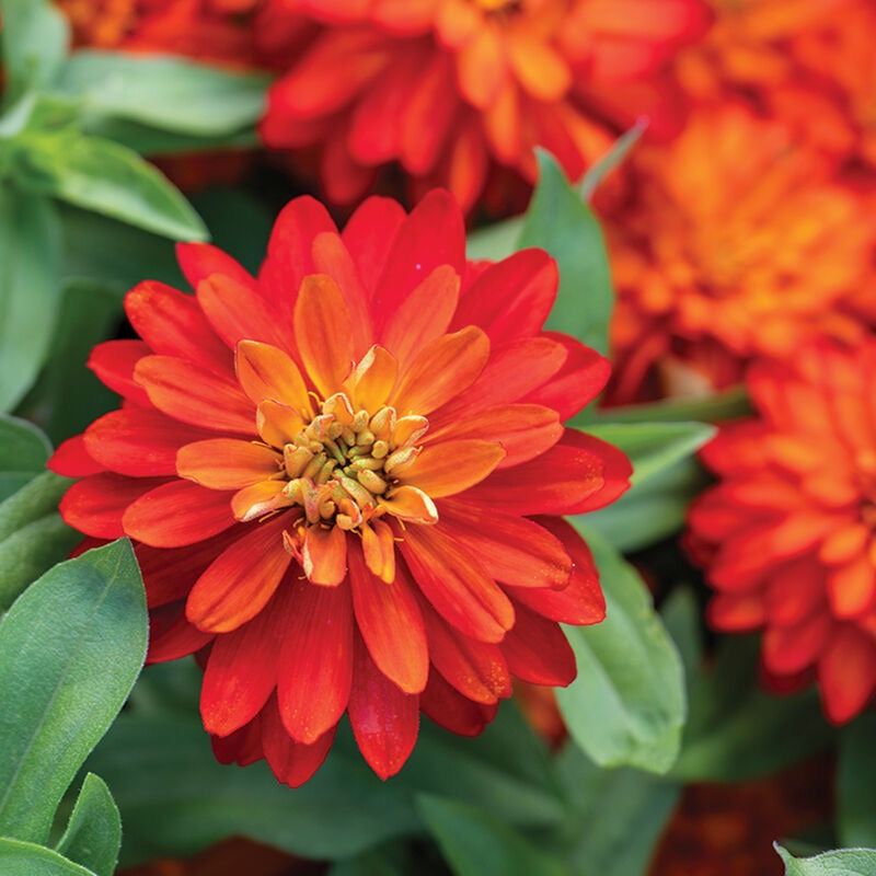 4.3" Zinnia Zahara Fire
