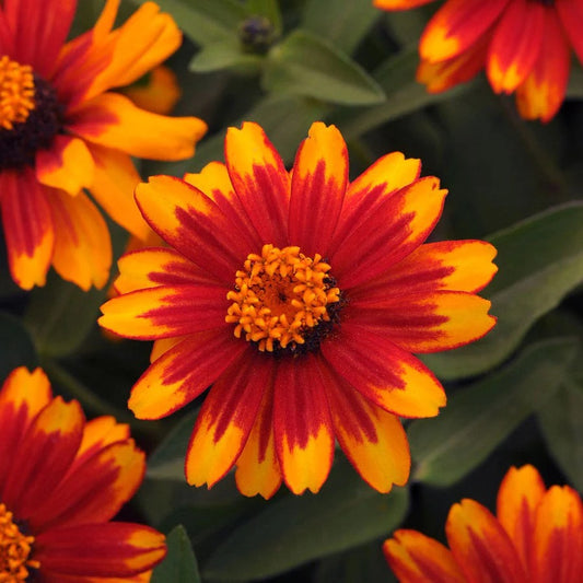4.3" Zinnia Zahara Sunburst