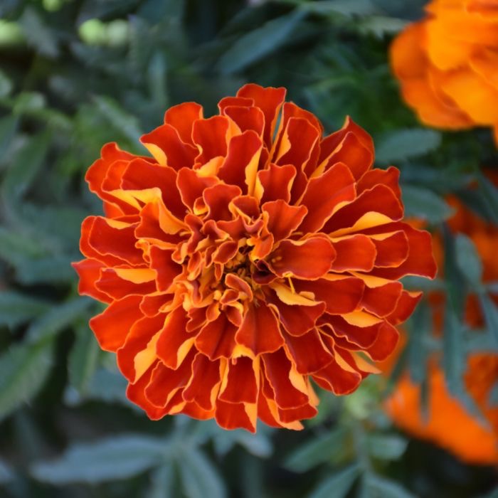 Marigold Durango Mix 3.5"