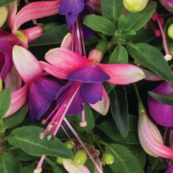 4.3" Fuchsia Ballerina Brise