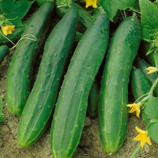 Straight Eight Cucumber Seed