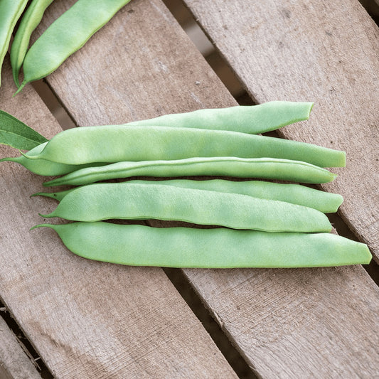 Semilla de frijol Roma II