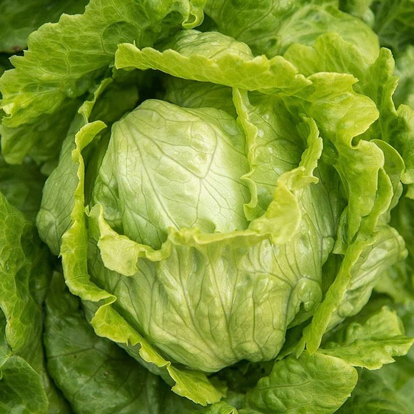 Semillas de lechuga iceberg
