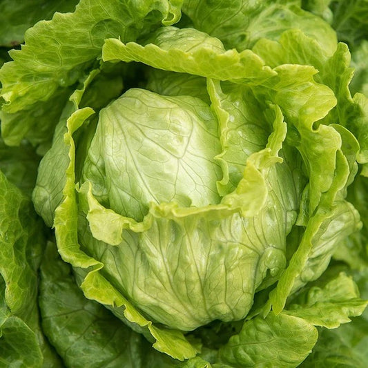 Iceburg Lettuce Seeds
