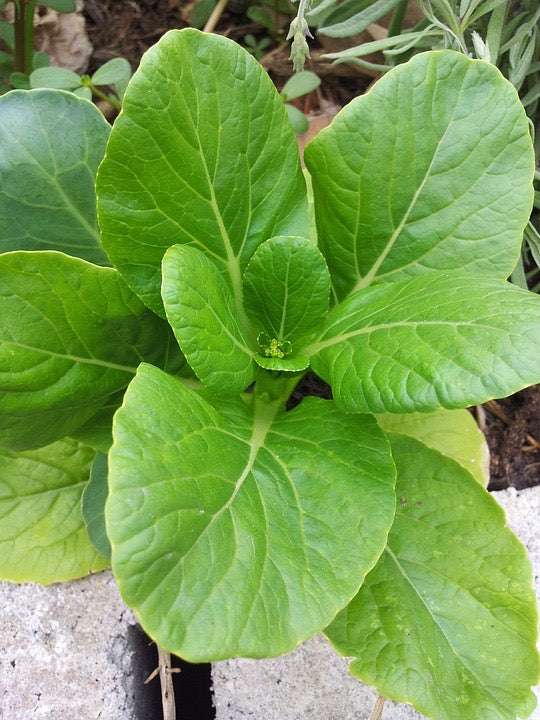 Semilla de mostaza de hoja ancha de Florida