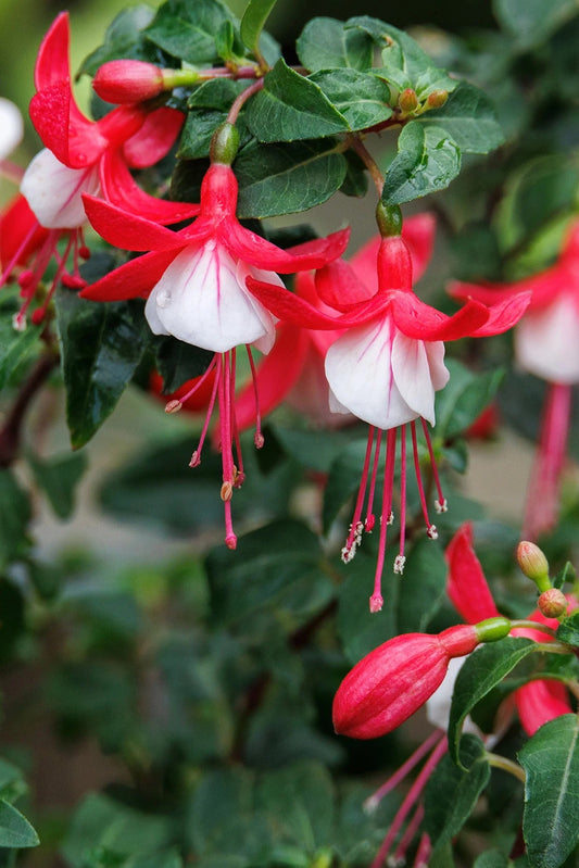 4.3" Fuchsia Ballerina Releve