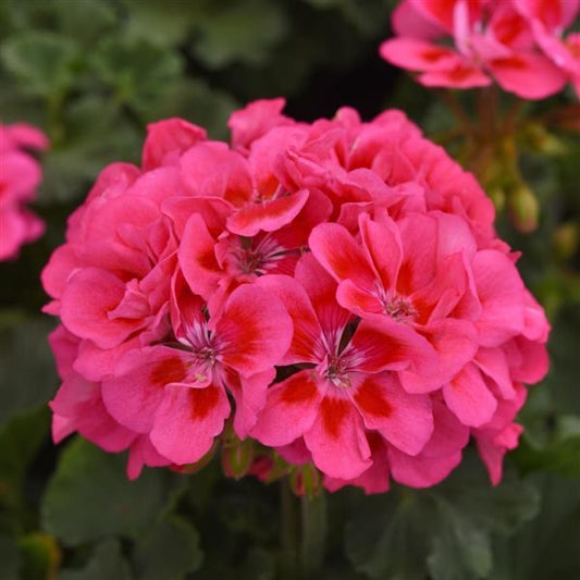 4.3" Geranium Presto Violet