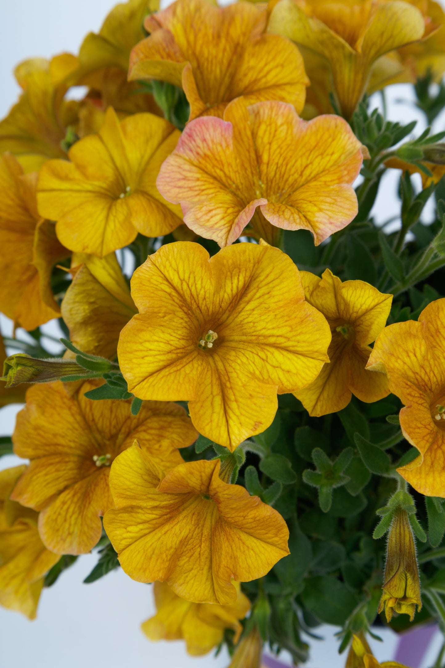 4.3" Petchoa Supercal Caramel Yellow