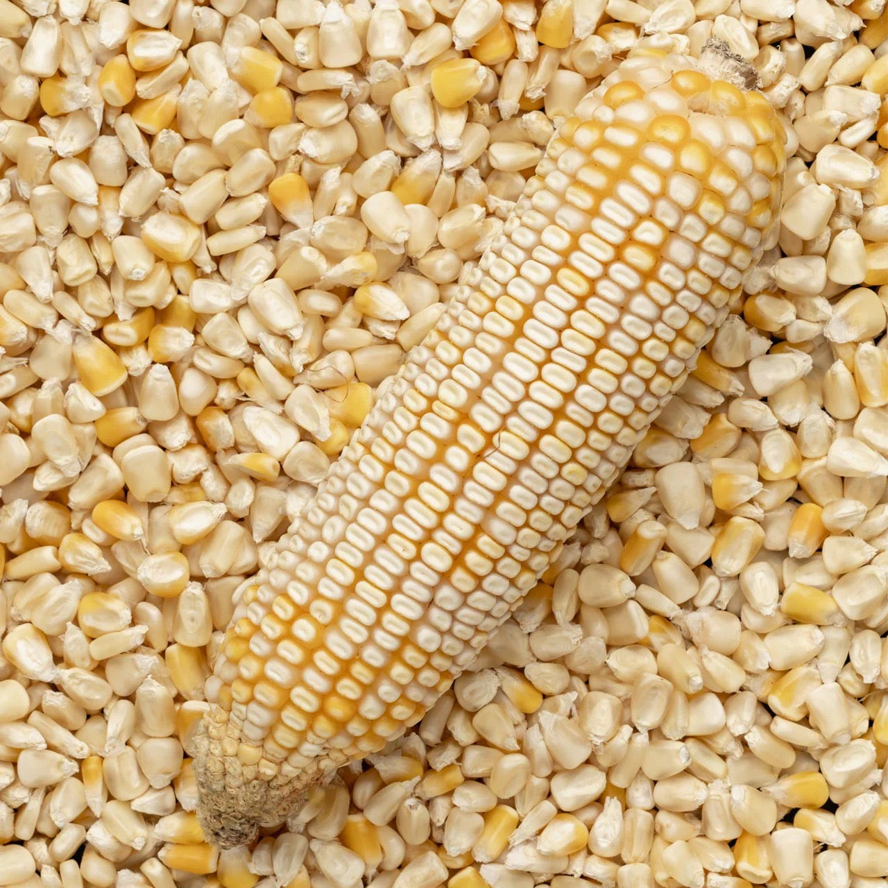 Hickory King White Corn Seed
