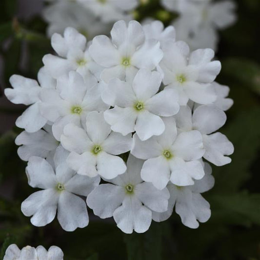 4.3" Verbena Firehouse White