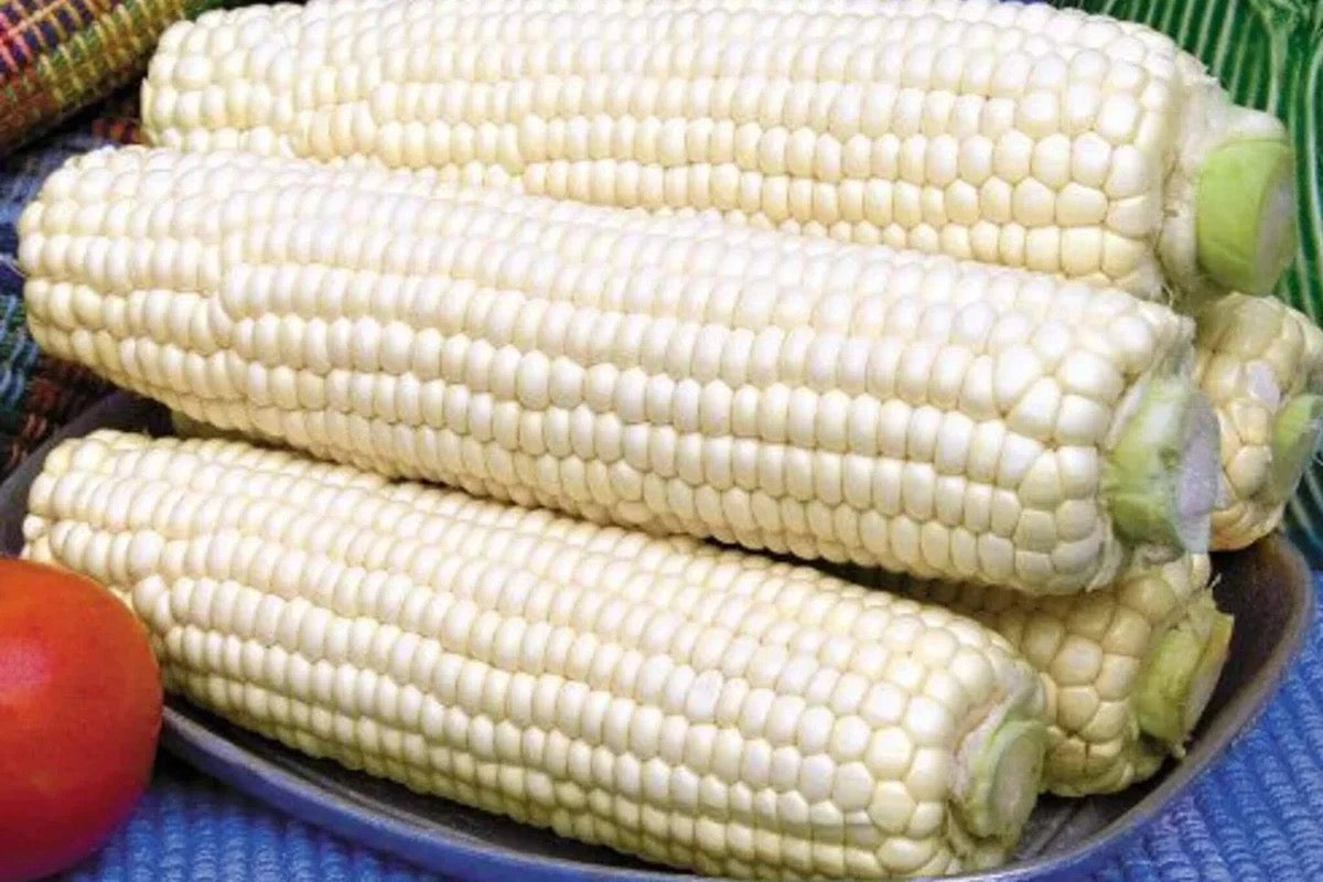 Semillas de maíz blanco favoritas de Tuckers