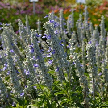 4" Salvia Sallyfun Sky Blue