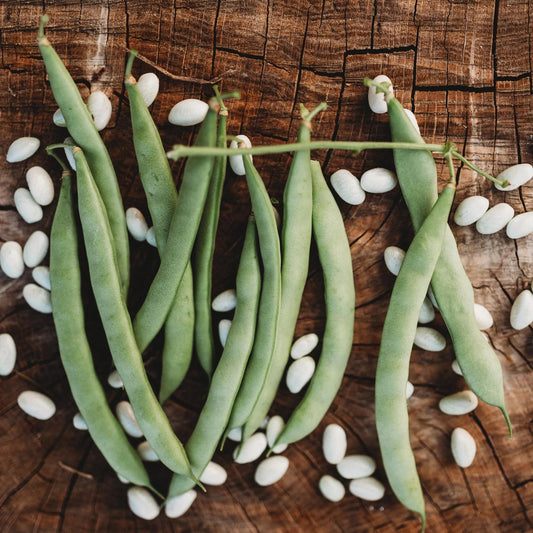 Mountain White 1/2 Runner Garden Bean Seed