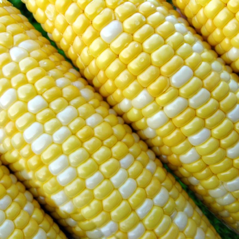 Peaches & Cream Corn Seed