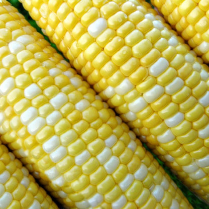 Peaches & Cream Corn Seed