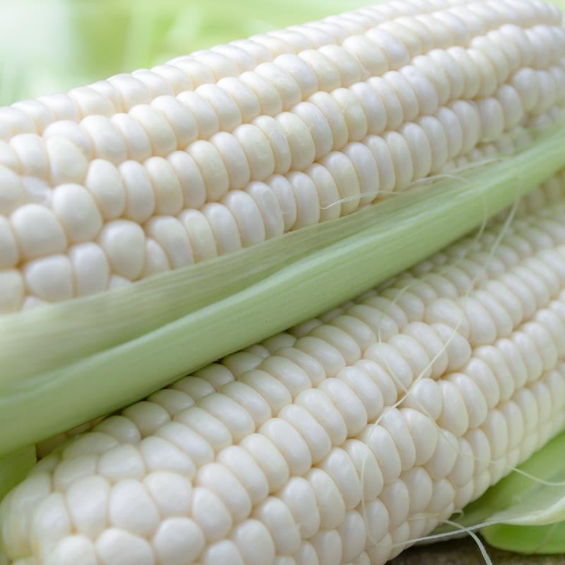 Silver Queen Corn Seed