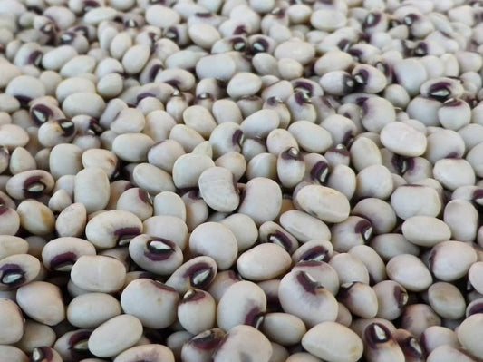 Semilla de caupí Big Boy