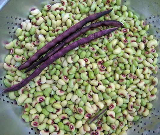 Semilla de caupí de ojo rosado de selección rápida