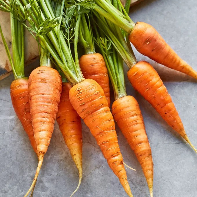 Danvers 126 Carrot Seeds