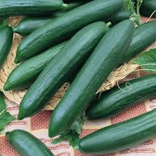 Tendergreen Burpless Cucumber