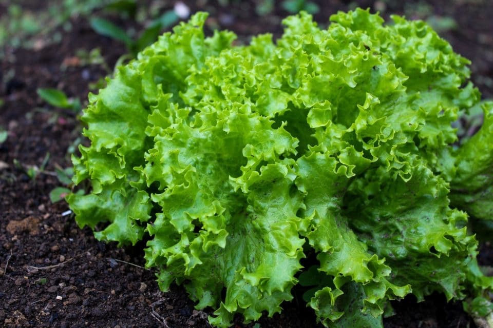 Black Seeded Simpson Lettuce Seed