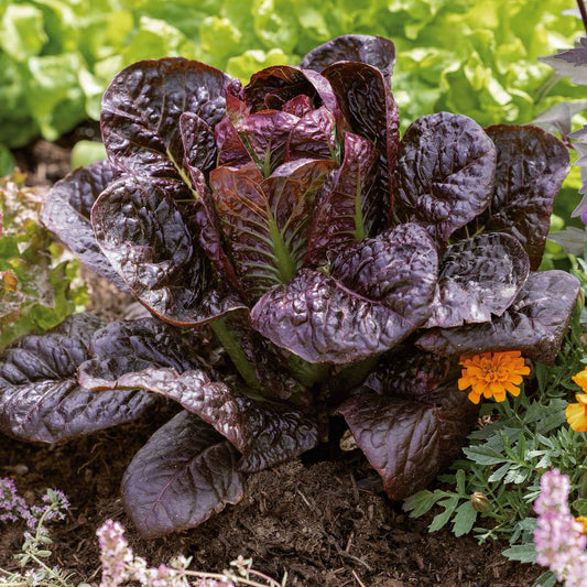 Red Romaine Lettuce Seeds
