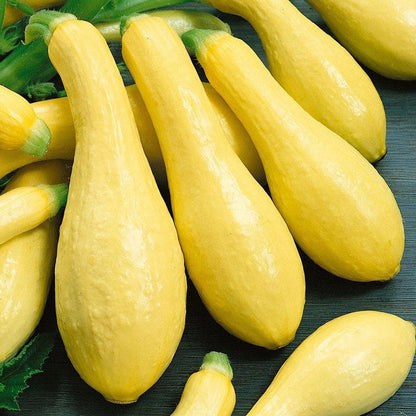 Yellow Straightneck Squash Seed