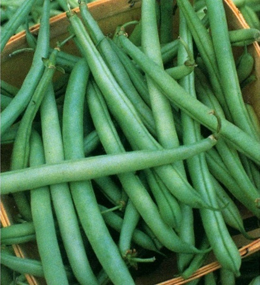 State 1/2 Runner Garden Bean Seed